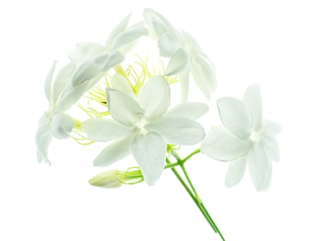 Close up of jasmine flower. photo