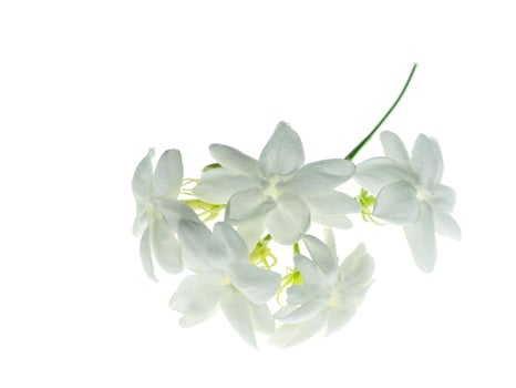 Close up of jasmine flower. photo