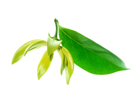 Close up of Bhandari flower. photo