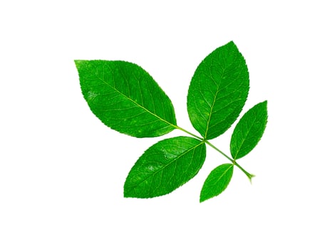 Close up green leaf of rose tree. photo