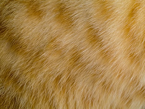 Close up Orange cat fur background photo
