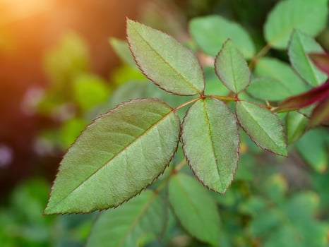 Close up green leaf of rose tree. photo
