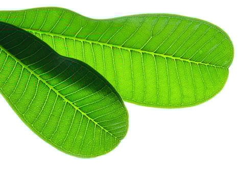 Close up of Frangipani leaf photo