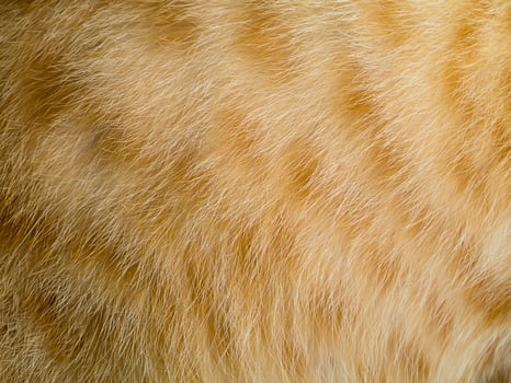 Close up Orange cat fur background photo
