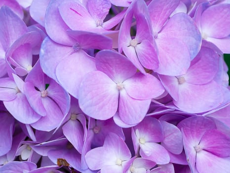 Close up Hydrengea flower. photo