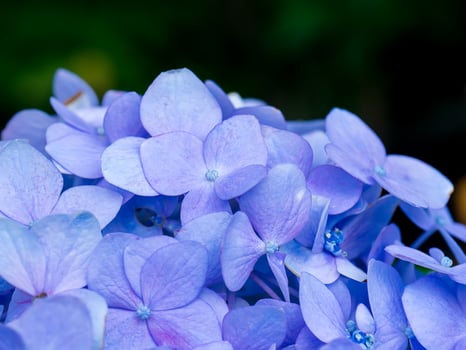 Close up Hydrengea flower. photo
