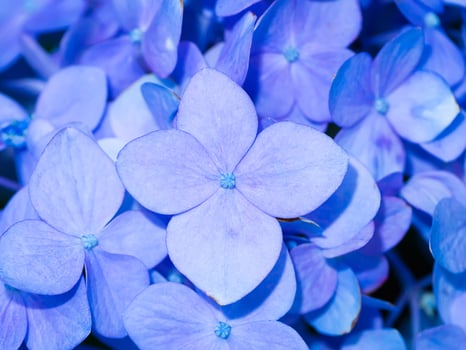 Close up Hydrengea flower. photo