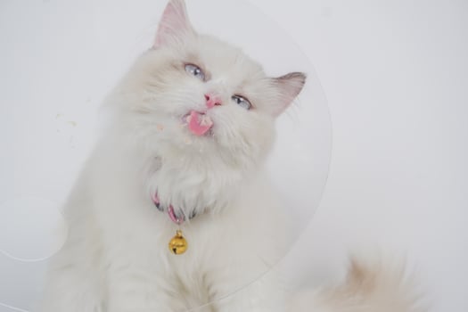 Studio portrait of a ragdoll cat licking her nose, sitting against a white background photo