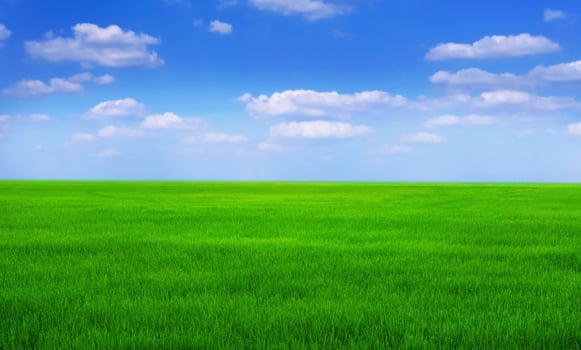 green grass field with blue sky ad white cloud. nature landscape background photo