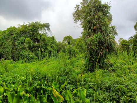 Jungle trees that grow in swamps photo