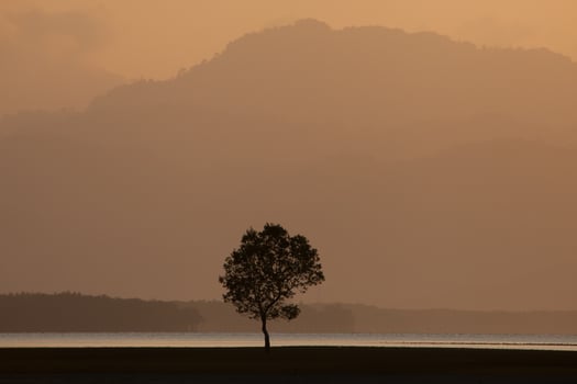 Tree infront of beach in tropicana photo