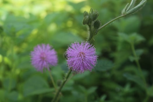 close up flowers mimosa strigillosa  season. we call it bunga putri malu photo