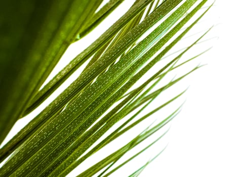 Close up of green palm leaf with natural patterns, translucent with sunlight on white background. Macro photography for botanical design and nature concepts. photo