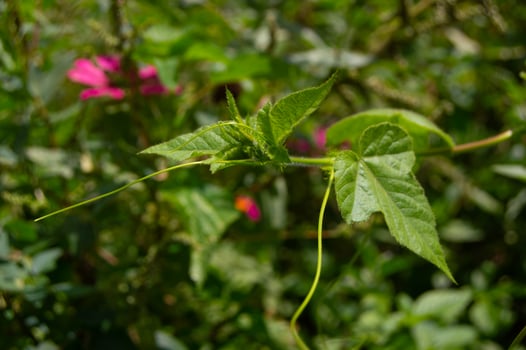leaves of wild climbing plants growing in the garden photo