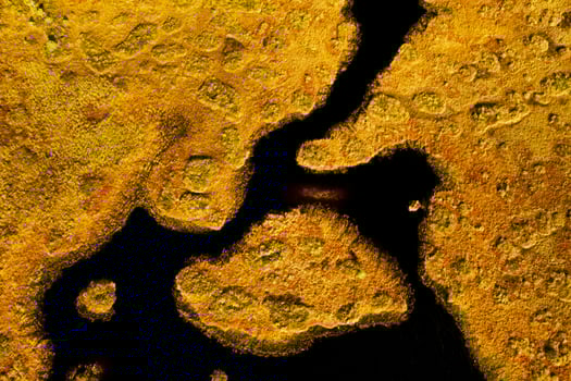 An aerial view of an autumn bog in Yelnya, Belarus, autumn. Ecosystems ecological problems climate change photo