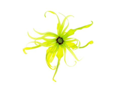 Close up of Dwarf Ylang-Ylang flower. photo