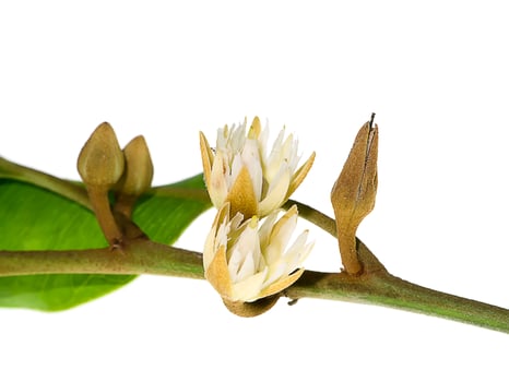Bullet wood plant photo