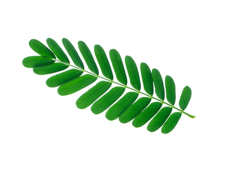 Tamarind leaves on white background photo