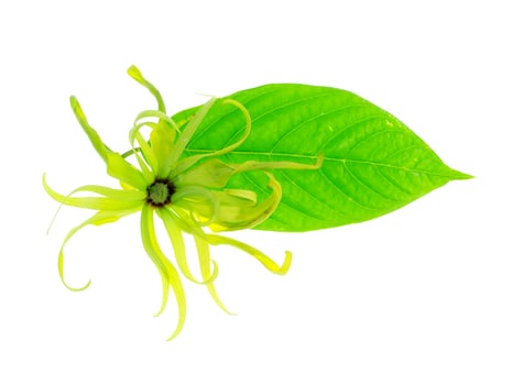Close up of Dwarf Ylang-Ylang flower. photo
