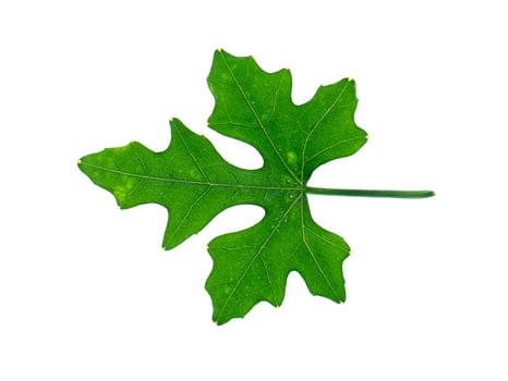 Close up of Ivy Gourd. photo
