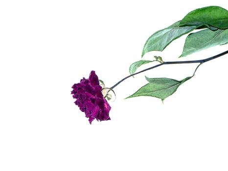 Dark pink of Damask Rose flower. photo