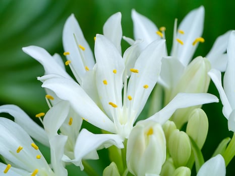 Cardwell lily or Northern christmas lily flower photo