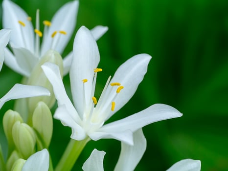 Cardwell lily or Northern christmas lily flower photo