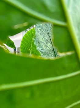 A Feather Amidst Green Leaves photo