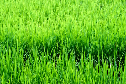Rice field scenery in thailand, green background photo
