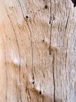 Texture of old stump wood surface photo