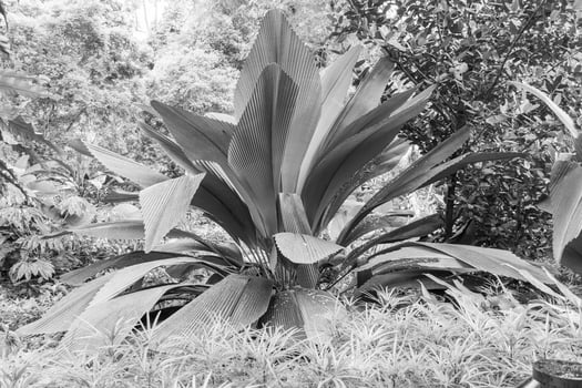 Garden in Singapur photo