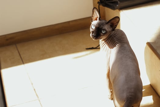Canadian bald Sphynx cat with blue eyes basking in the sun. photo