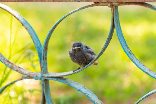 Small bird outdoors. Sparrow chick photo