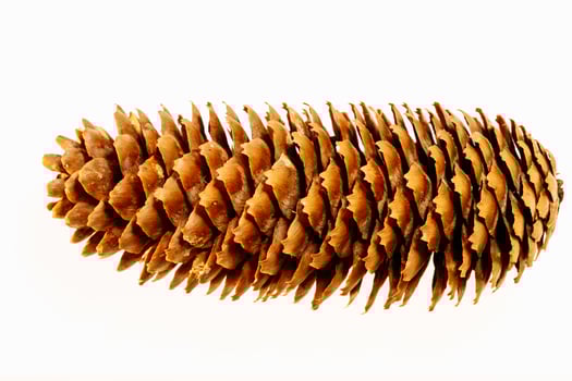 Pine tree cone isolated on white. Christmas decoration. photo
