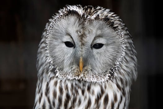 Ural owl Strix uralensis close up portrait photo