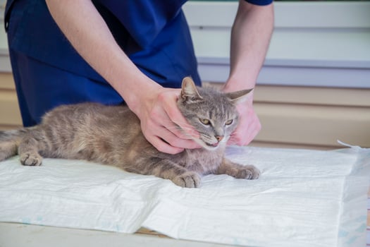 a young male veterinarian examines a street gray kitten at a volunteer station for free cat aid, provides him photo