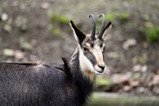 Chamois in the wild close-up photo