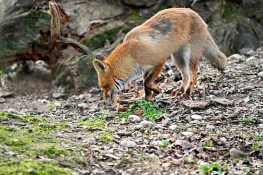 Red fox vulpes sniffs for prey photo