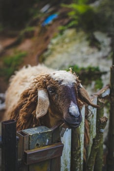 Sheep in the farm, close-up, selective focus. photo