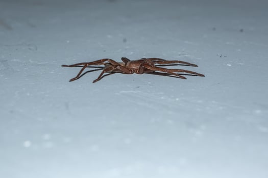 Spider Asthenoctenus Borellii on an interior wall of a house in Cordoba, Argentina. photo