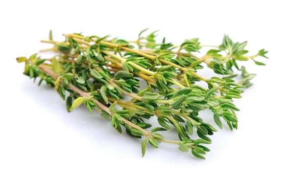 Thyme herbs on white backgrounds photo