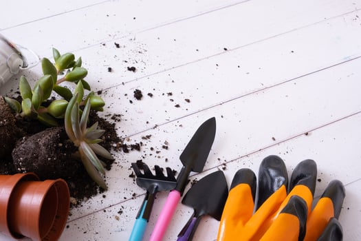 Home gardening concept. Home plants and the soil, pots and gardening tools flat lay, top view photo