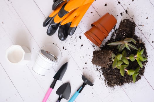 Home plants and gloves, soil, pots and gardening tools flat lay, top view. Home gardening concept photo
