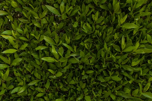 Green leaf wall background horizontal image photo