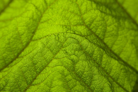 green leaf background photo