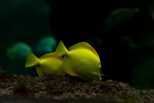 yellow tropical fishes meet in blue coral reef sea water aquarium photo