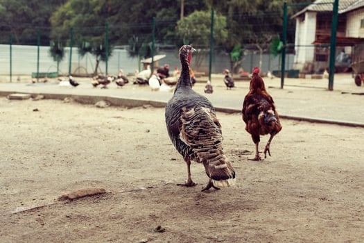 friendship cock turkey on a farm in the rain photo