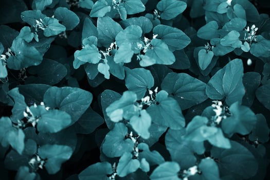 a close up of a bunch of green leaves photo