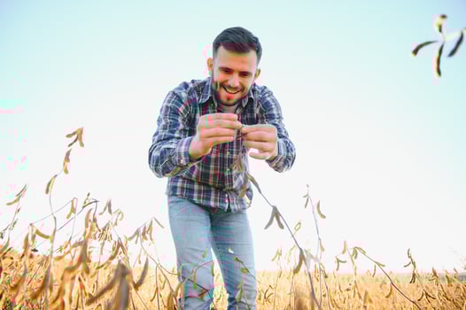 A farmer inspects a soybean field. The concept of the harvest photo