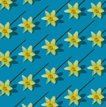 Flowers yellow nacissus background. White and yellow daffodil. Floral concept. photo
